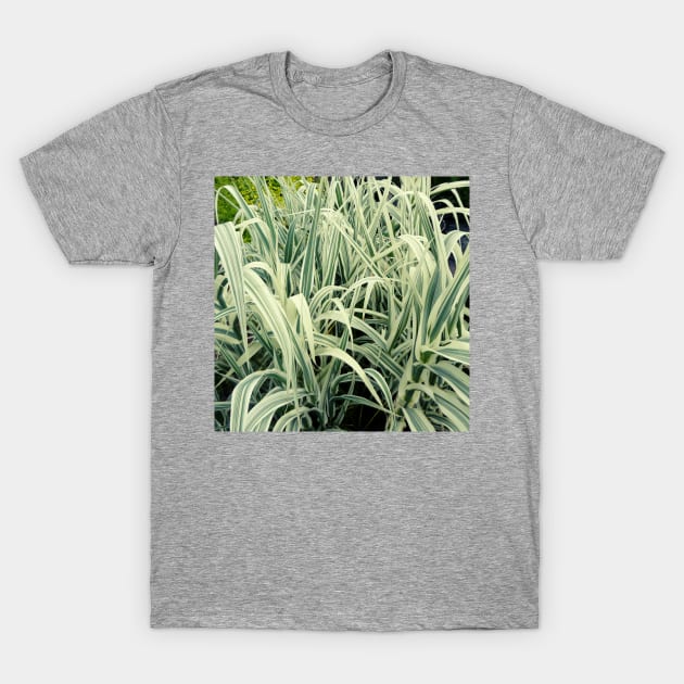 Tall Grass with White Stripes Photo T-Shirt by EdenLiving